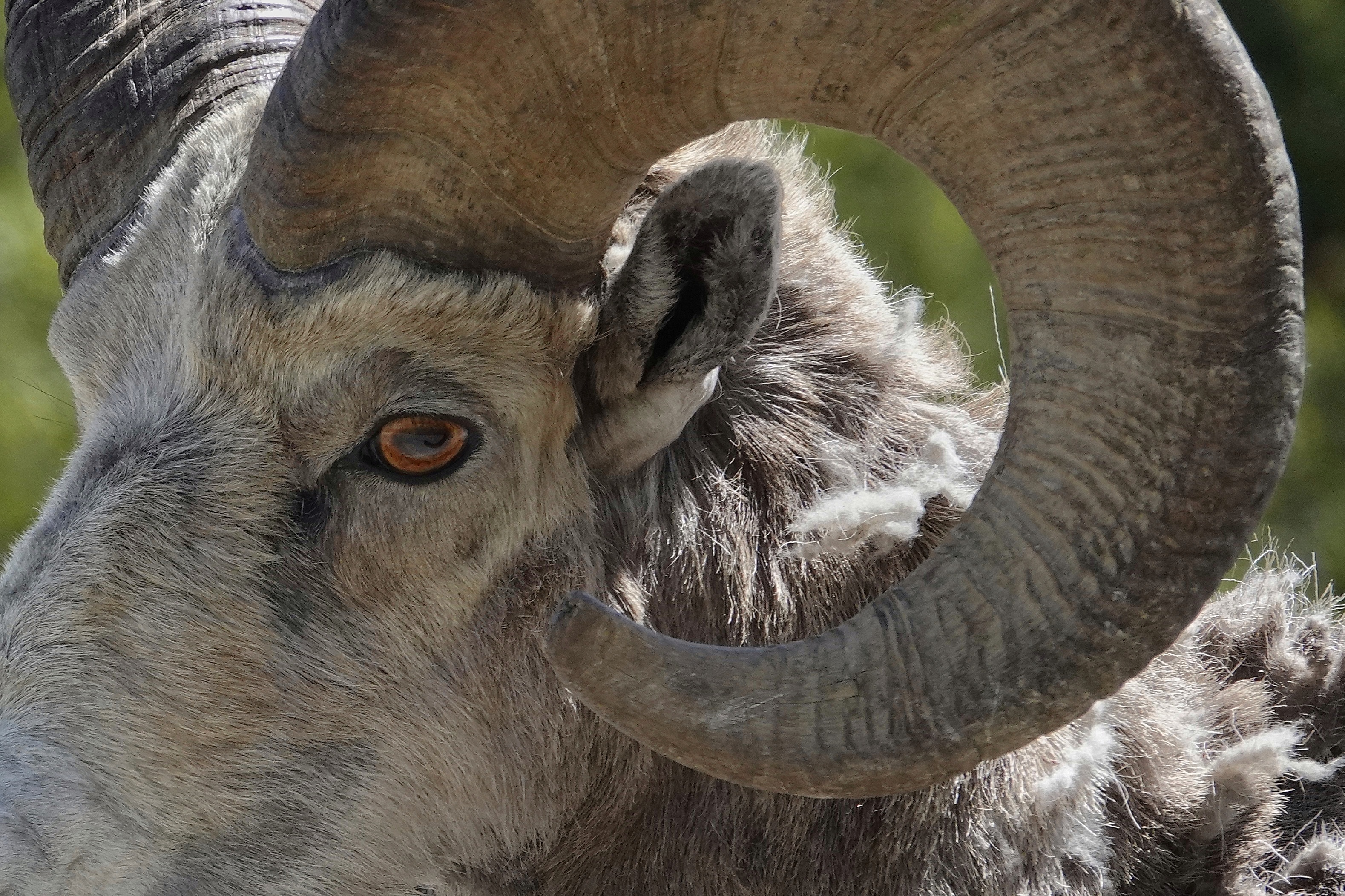 Mouflon canadien vu de près